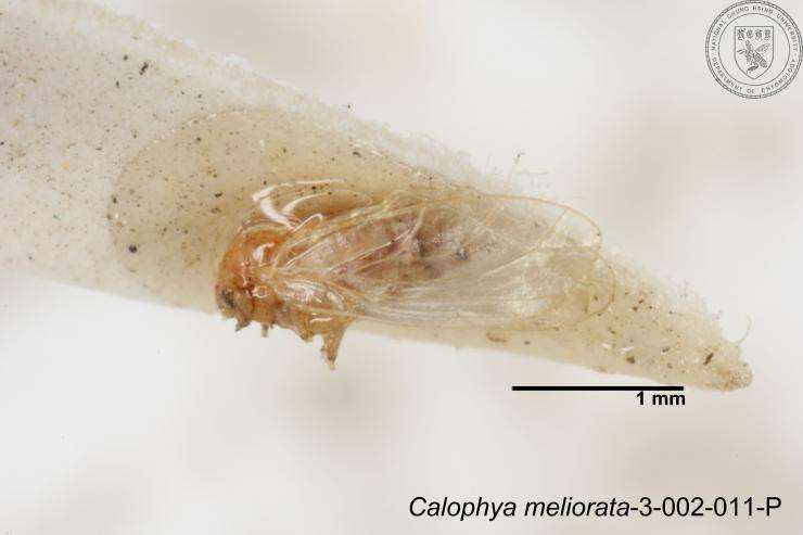 Image of Calophya meliorata Yang 1984