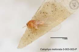 Image of Calophya meliorata Yang 1984