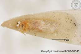 Image de Calophya meliorata Yang 1984