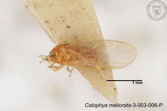 Image of Calophya meliorata Yang 1984