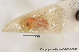 Image of Calophya meliorata Yang 1984