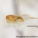 Image de Strogylocephala confluens (Yu 1956)