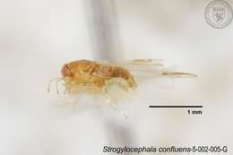 Image of Strogylocephala