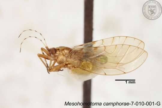 Image of Mesohomotoma