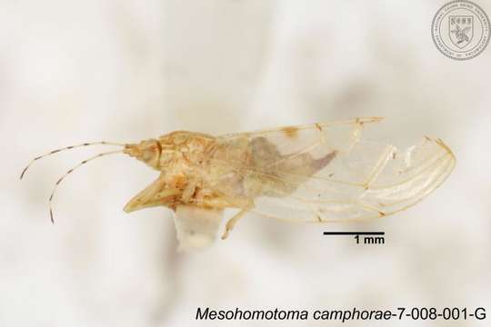 Image of Mesohomotoma
