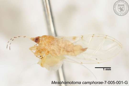 Plancia ëd Mesohomotoma