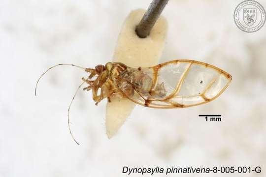 Image of Dynopsylla