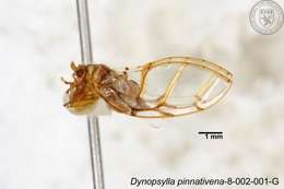 Image of Dynopsylla