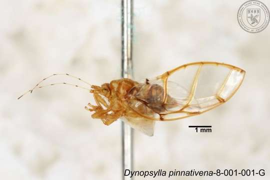 Image of Dynopsylla