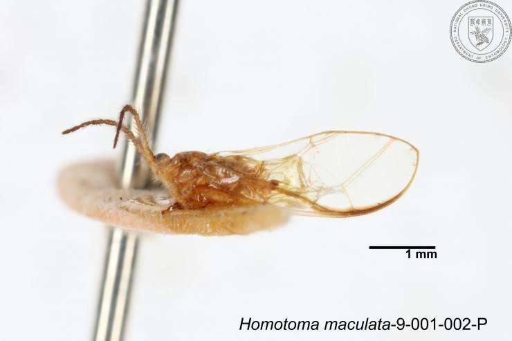 Homotoma的圖片