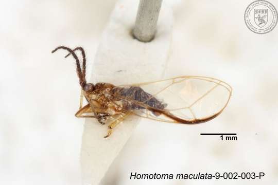 Image of Homotoma