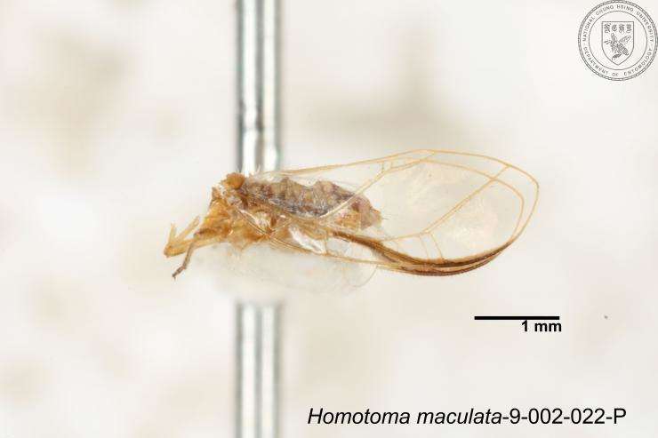 Image of Homotoma