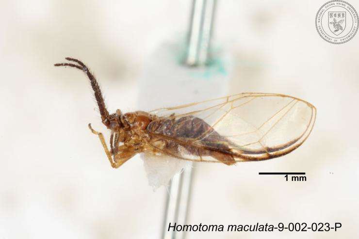 Image of Homotoma