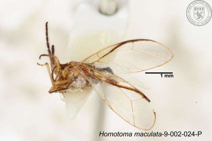 Image of Homotoma