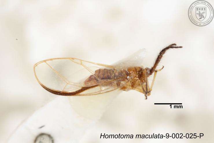 Image of Homotoma