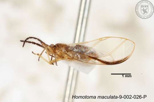 Image of Homotoma