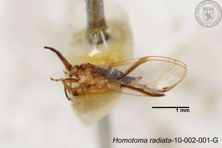 Homotoma radiata Kuwayama 1908的圖片