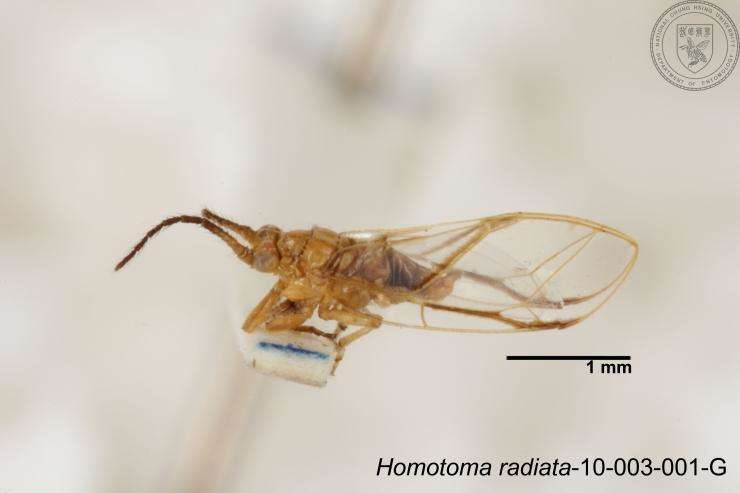 Homotoma radiata Kuwayama 1908的圖片