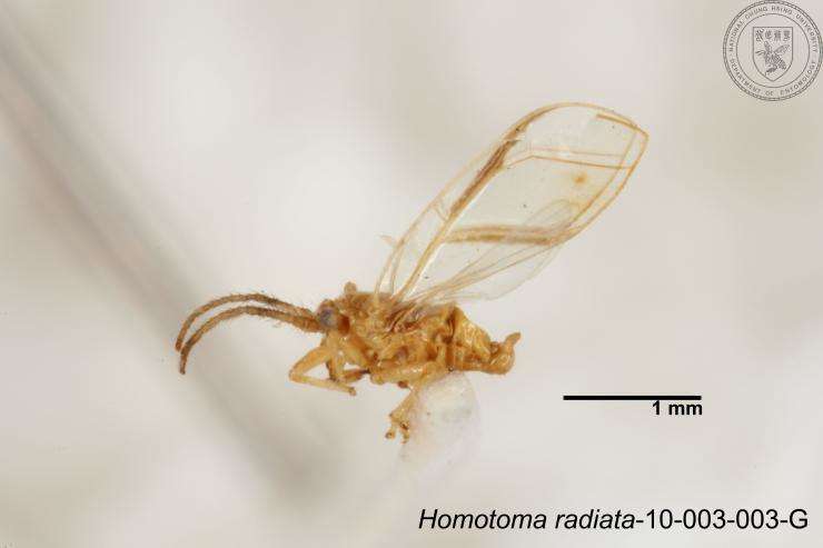 Homotoma radiata Kuwayama 1908的圖片