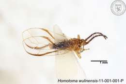 Homotoma wulinensis (Yang 1984)的圖片