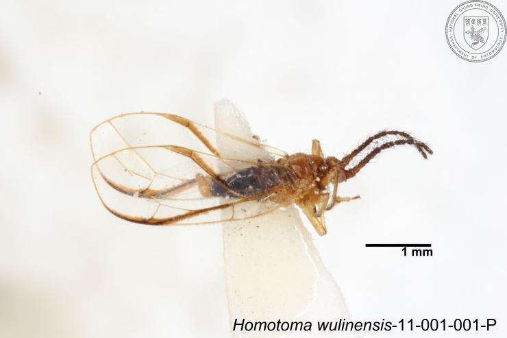 Homotoma wulinensis (Yang 1984)的圖片