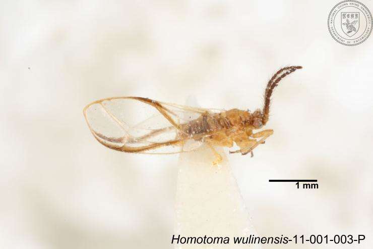 Homotoma wulinensis (Yang 1984)的圖片