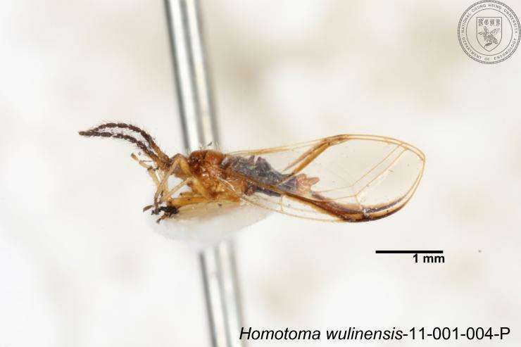 Homotoma wulinensis (Yang 1984)的圖片