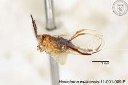 Homotoma wulinensis (Yang 1984)的圖片