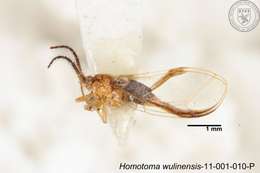 Homotoma wulinensis (Yang 1984)的圖片