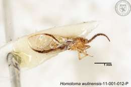 Homotoma wulinensis (Yang 1984)的圖片