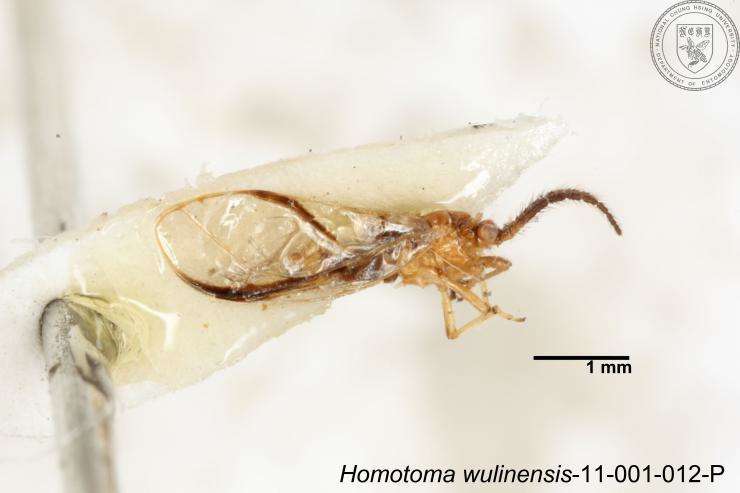 Homotoma wulinensis (Yang 1984)的圖片