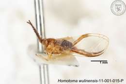 Homotoma wulinensis (Yang 1984)的圖片