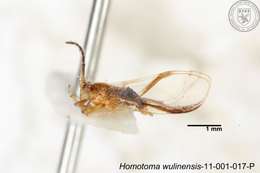 Homotoma wulinensis (Yang 1984)的圖片