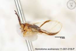 Homotoma wulinensis (Yang 1984)的圖片