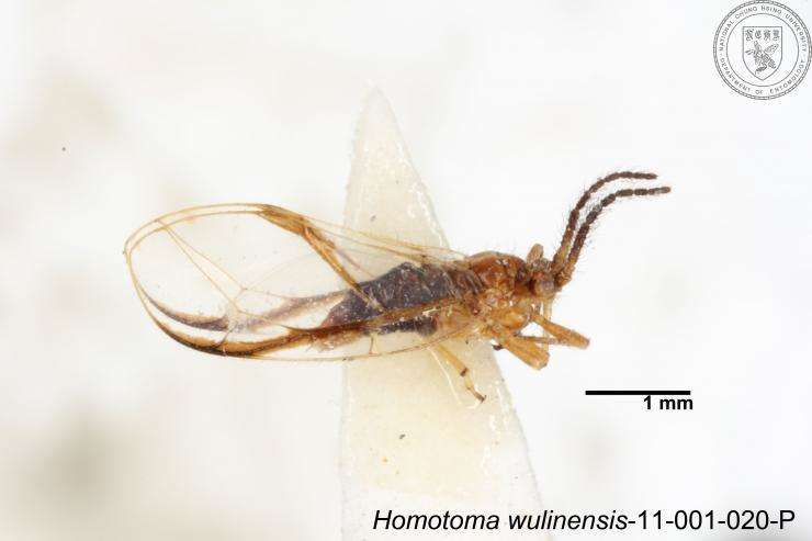 Homotoma wulinensis (Yang 1984)的圖片