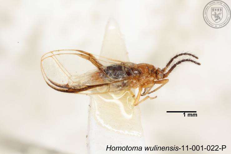 Homotoma wulinensis (Yang 1984)的圖片