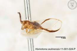 Homotoma wulinensis (Yang 1984)的圖片