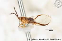 Homotoma wulinensis (Yang 1984)的圖片