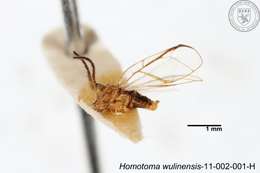 Homotoma wulinensis (Yang 1984)的圖片