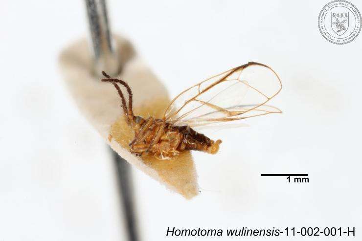 Homotoma wulinensis (Yang 1984)的圖片