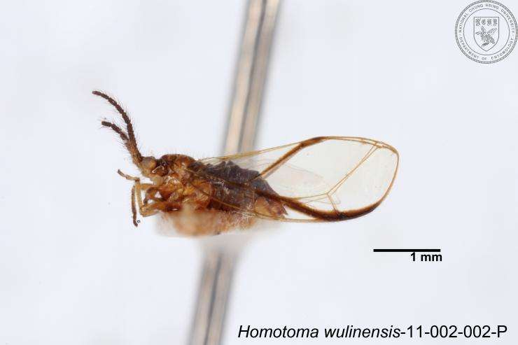 Homotoma wulinensis (Yang 1984)的圖片