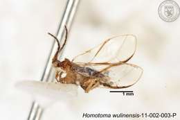 Homotoma wulinensis (Yang 1984)的圖片