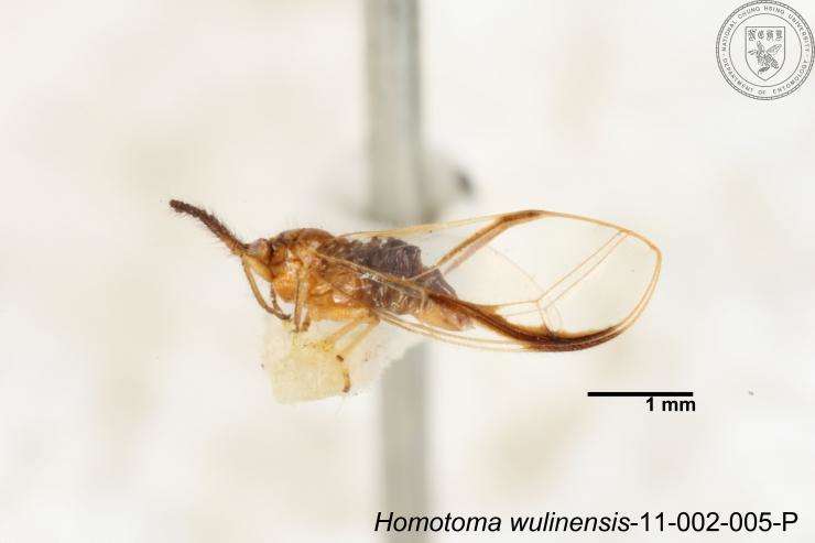 Homotoma wulinensis (Yang 1984)的圖片