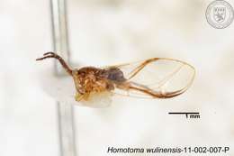 Homotoma wulinensis (Yang 1984)的圖片