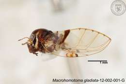 Image of Macrohomotoma