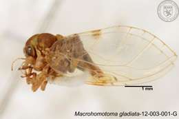 Image of Macrohomotoma