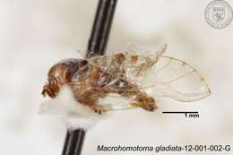 Image of Macrohomotoma