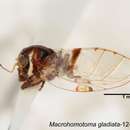 Image of Curtain Fig Psyllid