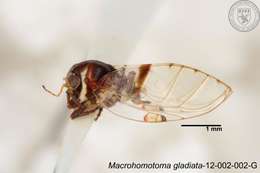 Image of Macrohomotoma