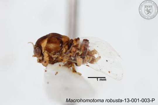 Image of Macrohomotoma robusta Yang 1984